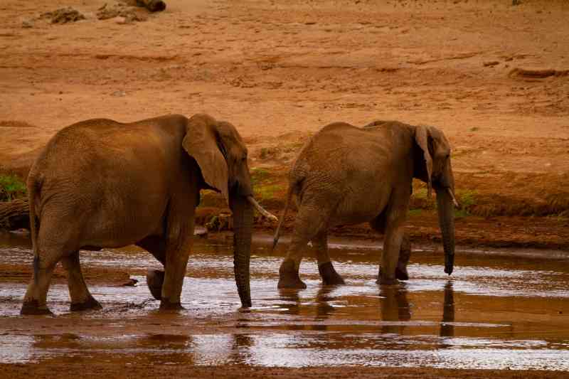 Affordable Kenya Safari | Kenya Safari Tours