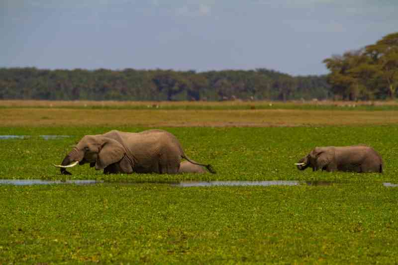 Best of Kenya Safari | Kenya Budget Safaris