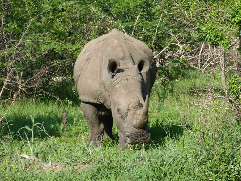 Budget Kruger Safari in South Africa: Moditlo Nature Reserve