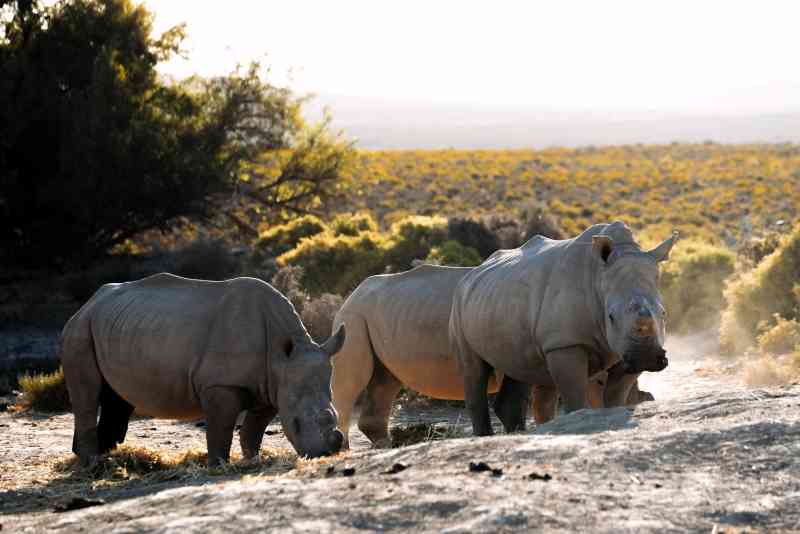 Cape Town Safari – Mont Eco Game Reserve in South Africa