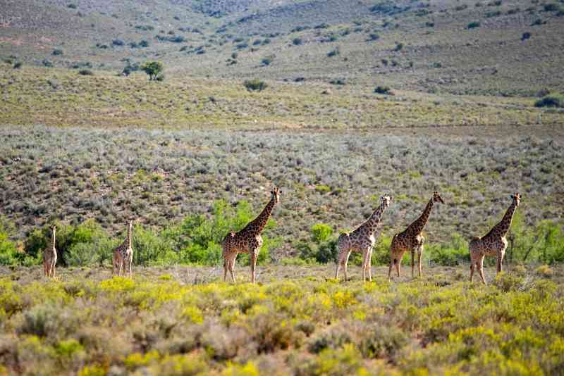 Cape Town Safari – Mont Eco Private Game Reserve