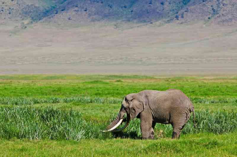 Kenya and Tanzania Safari | East African Safaris