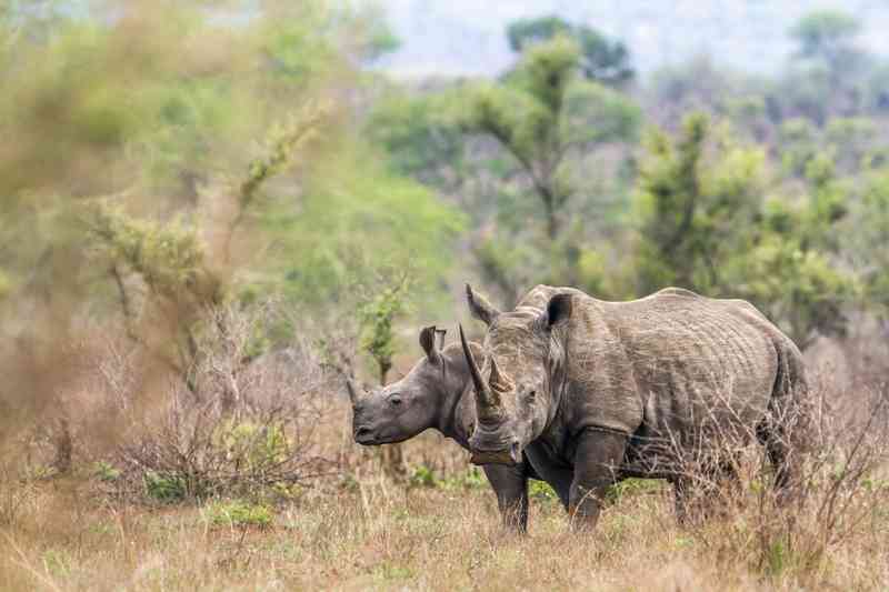 Kruger Camping Safari | Kruger Park South Africa Safaris