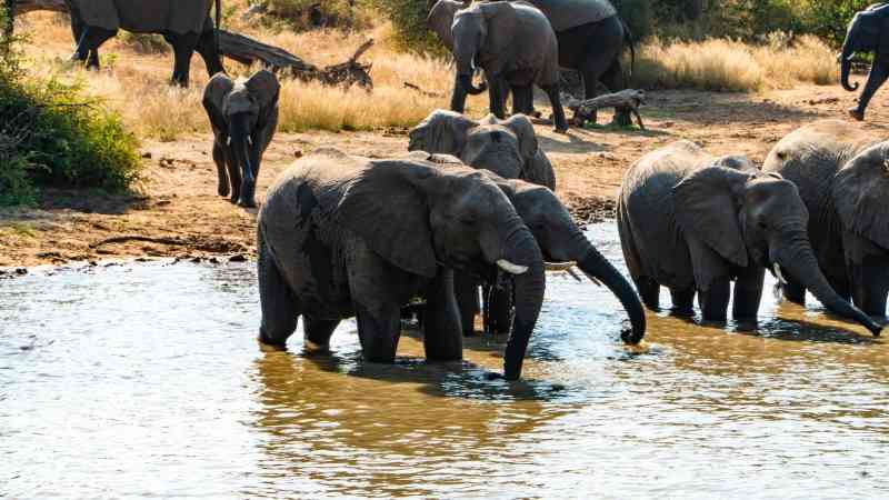 Kruger Camping Safari in South Africa Moditlo Nature Reserve