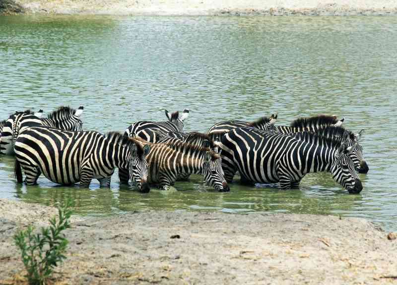 Northern Tanzania Safari | Tanzania Wildlife Safaris