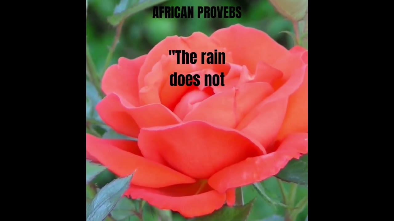 AFRICAN PROVEBS #shortsyoutube ,the richness of African wisdom, capturing the values, traditions,