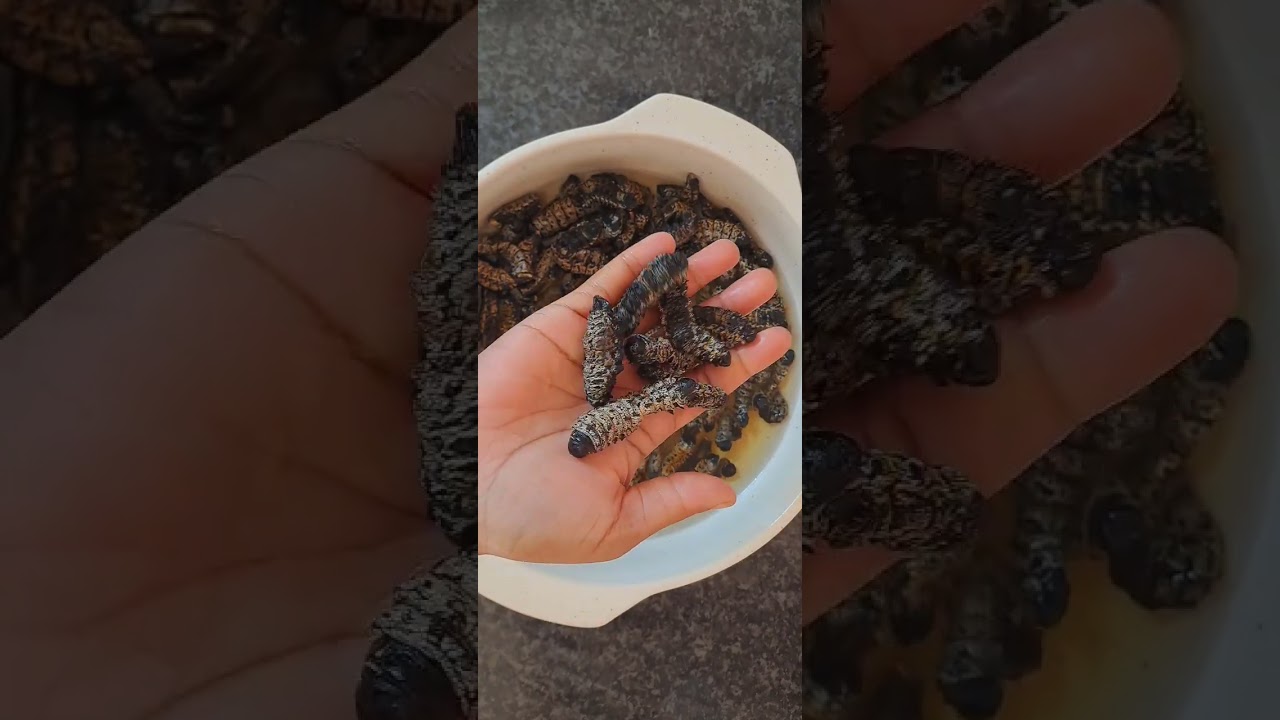 MOPANI WORMS | SOUTH AFRICAN FOOD #shorts