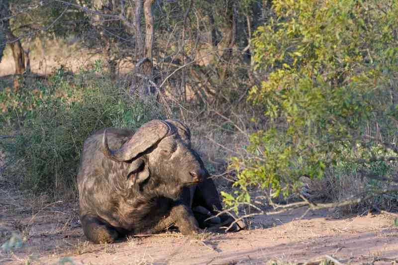 Safari in South Africa: Kruger, Panorama Route, Makalali