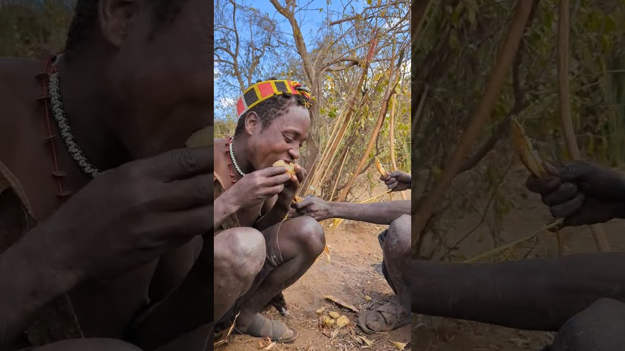 The roots is one of main food for Hadzabe tribe, It’s natural and healthy food #hadzabetribe