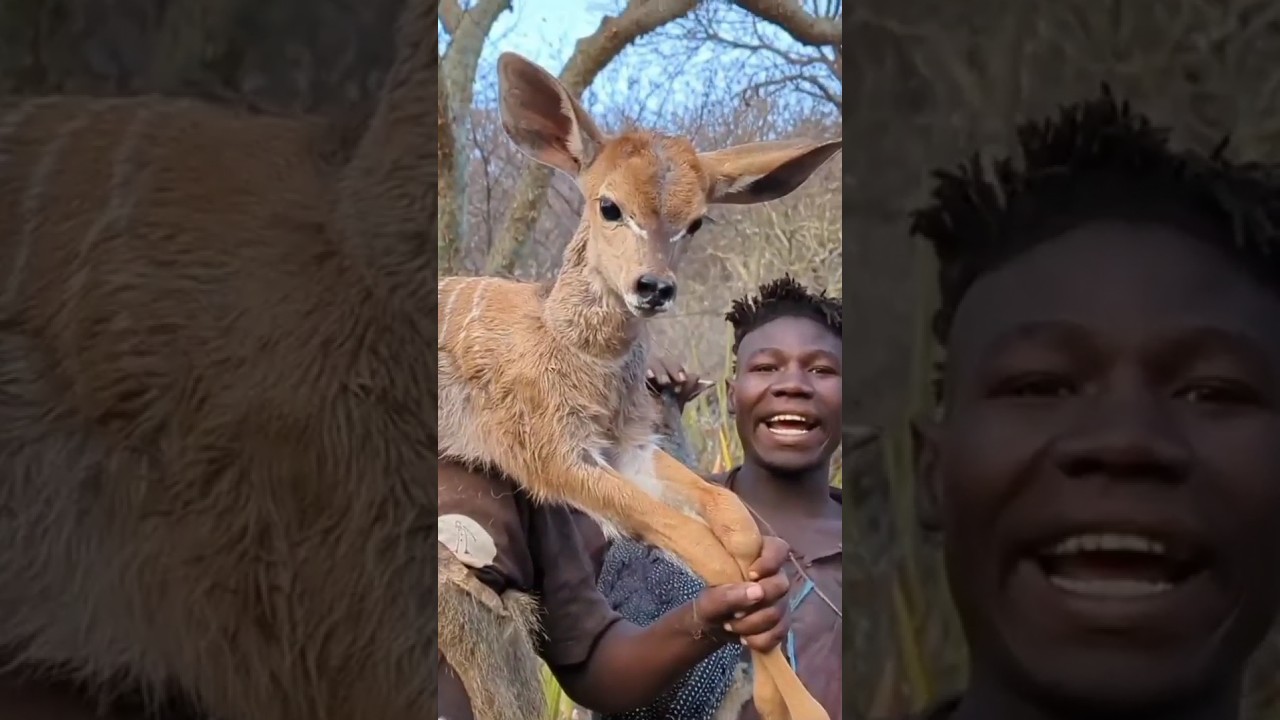 Using handmade bow and arrow to hunt antelopes #tradition bushmen