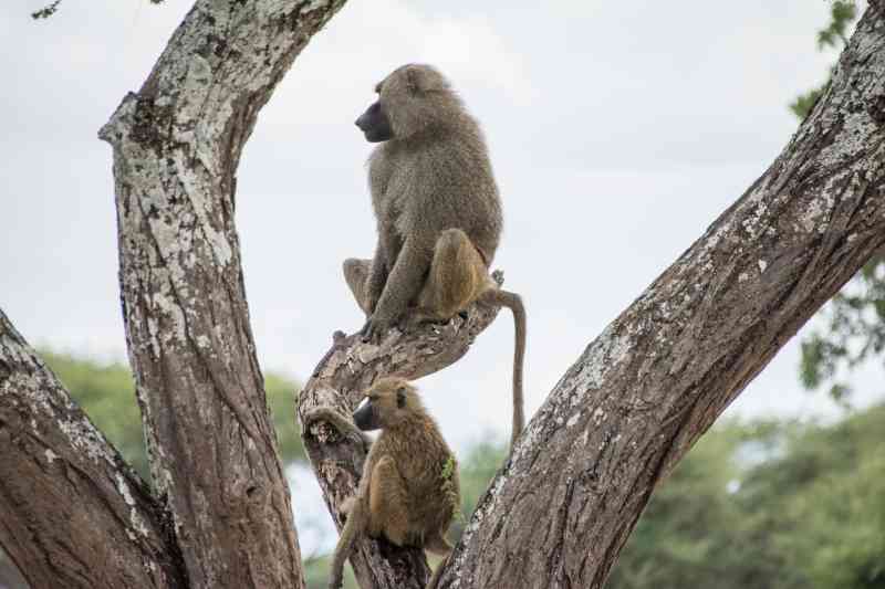 Nyerere & Mafia Island Marine Park