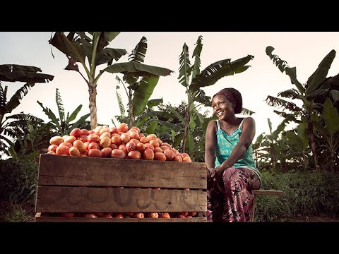 Exploring the strength of the African Food Systems chain