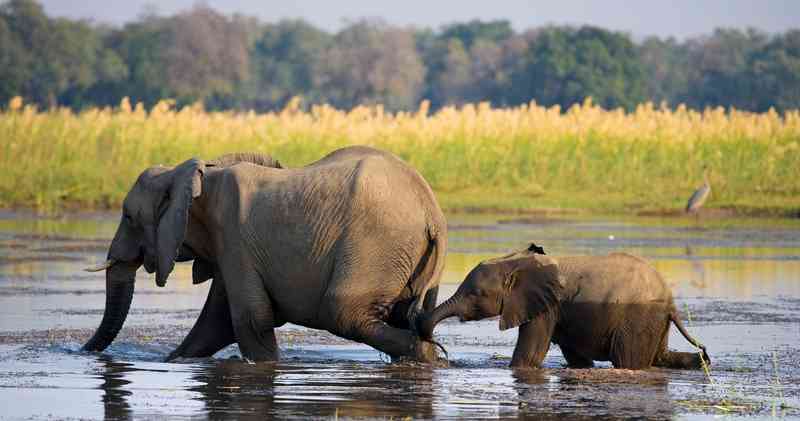 Zambia Safari – Kafue, Lower Zambezi & South Luangwa