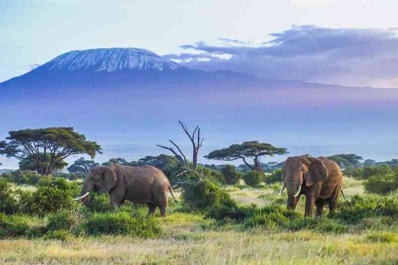 13 Day Kenya and Tanzania Safari Accommodated