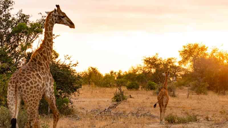 Kruger Safari | Treehouse Safari in South Africa