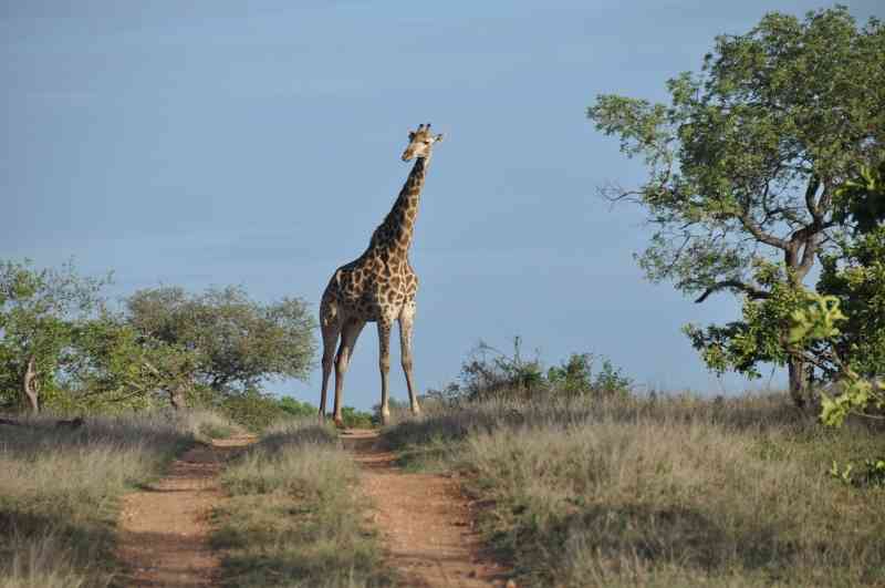 Safari in Kruger | Treehouse Safari in South Africa