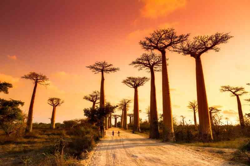 6-Day Western Madagascar Safari – Lodge Tour