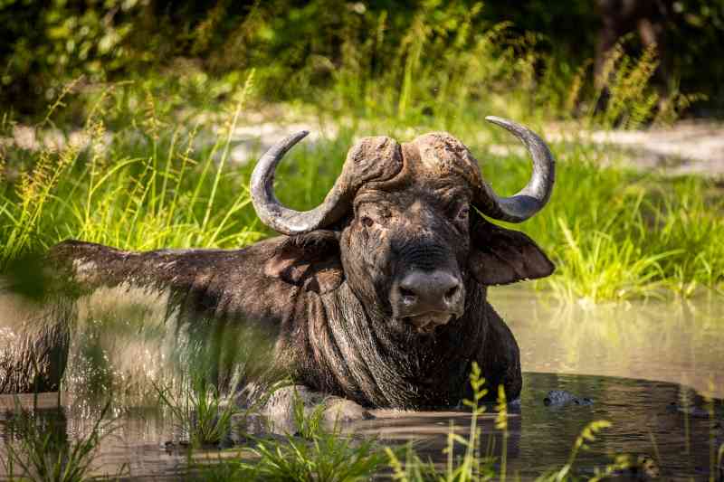 Botswana Chobe and Victoria Falls Safari