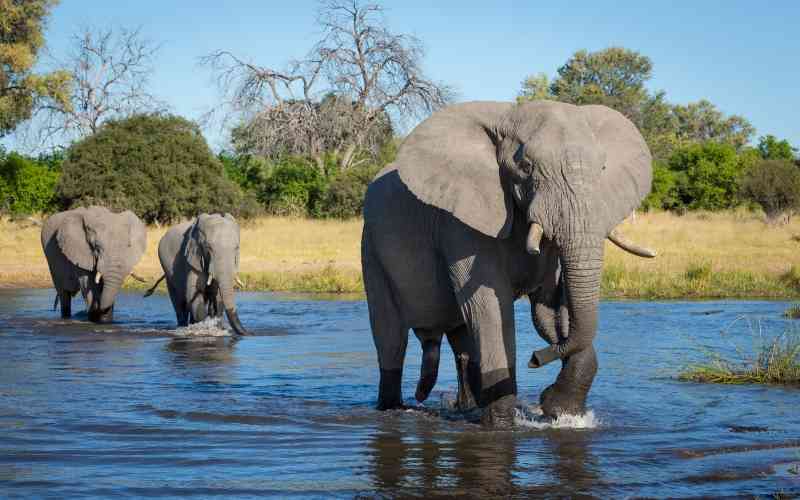 Botswana Safari from Victoria Falls​