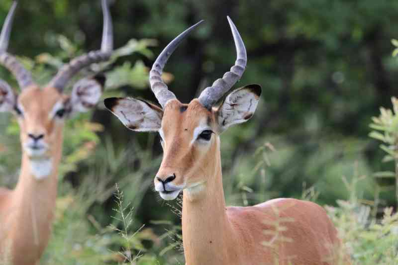 Maun to Victoria Falls Small Group Tour