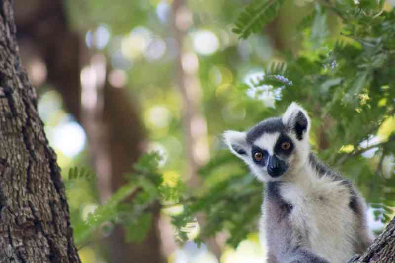 Safari in Madagascar: Andasibe Lemur Tour